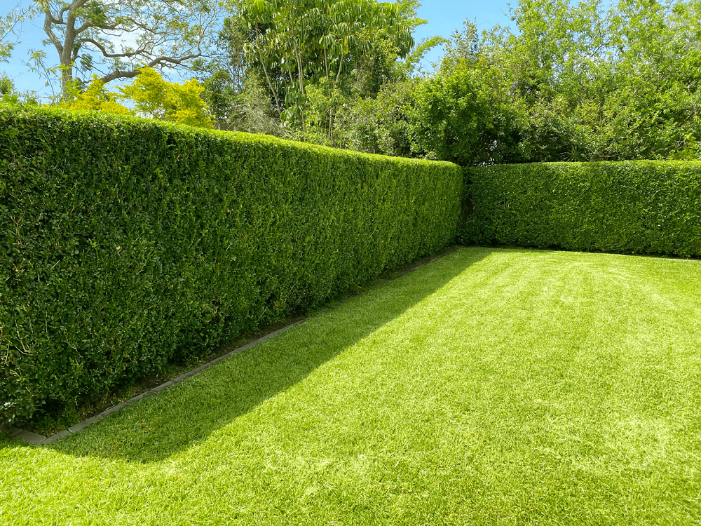 Hedge - Fencing - Top Property Services